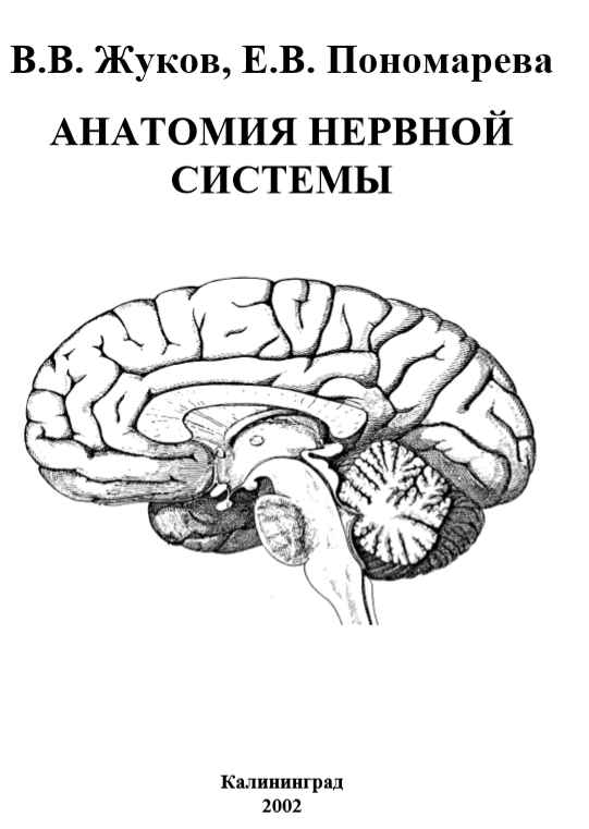 Анатомия нервной системы